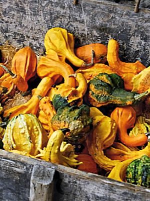 Тыква декоративная Autumn Wings (20 шт)