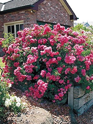Роза почвопокровная Pink Carpet (1 шт) - 1