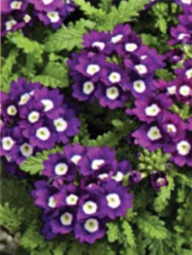 Вербена гібридна Tuscany, яскраво-фіолетове з вічком (10 шт)
