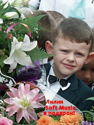 Набор лилий Сентябрьский букет (15 шт) - 1