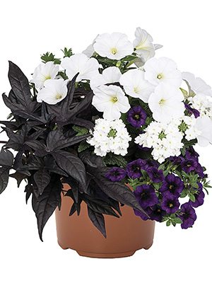 Набір рослин Confetti Garden EU Flags blue black white Tallin
