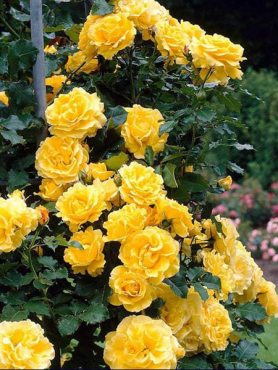 Троянда витка Golden Showers (1 шт)