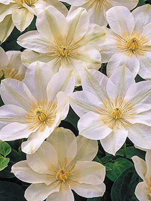 Клематис гибридный Guernsey Cream (1 шт) - 1