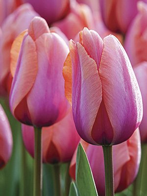 Тюльпаны Триумф Holland Beauty 12/+ (100 шт) - 1