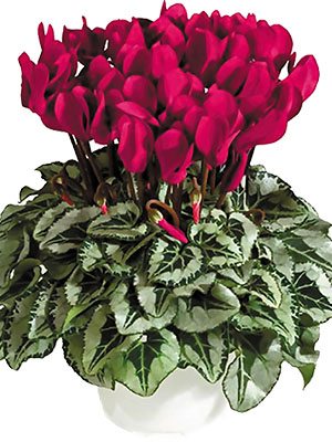 Цикламен Metis Decora Deep Magenta Silverleaf F1                       (1 шт)