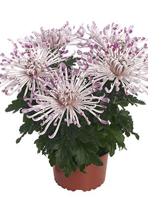 Хризантема горщикова Firestone Pink (3 шт) - 1