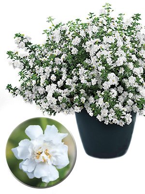 Бакопа Double Snowball white (3 шт)
