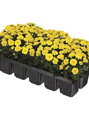 Хризантема мелкоцветковая низкорослая Baby Mum Yellow (9 шт) - 1