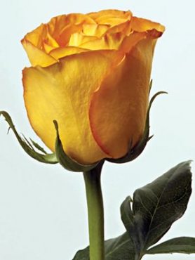 Троянди чайно-гібридна Kerio (1 шт)
