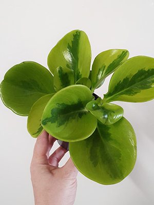 Пеперомия туполистная Lemon Lime (1 шт) - 1