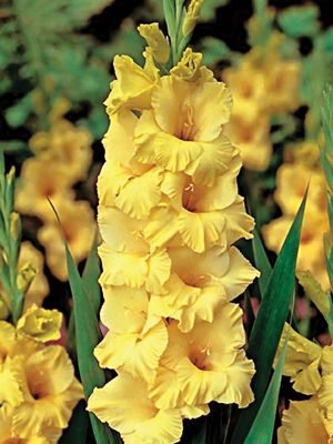 Гладиолус садовый Limoncello 12/14 (5 шт) - 1