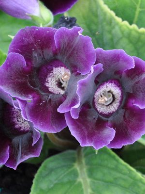 Глоксиния прекрасная Violacea 5/6 (1 шт) - 1
