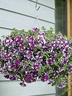Петуния полуампельная Tumbelina Damson Ripple (1 шт)