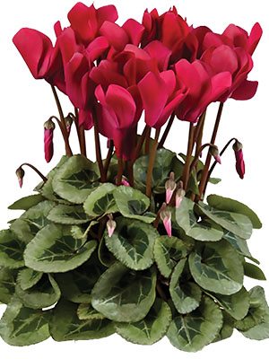 Цикламен среднецветковый Super Rembrandt Wine Red F1         (1 шт)