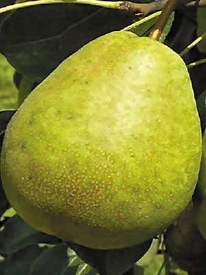 Груша Жозефина Мехельнская (1 шт) - 1