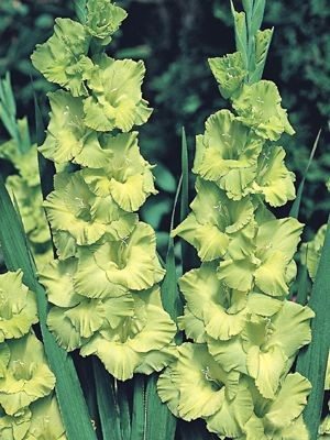 Гладіолус садовий Green Star 12/14 (50 шт) - 1