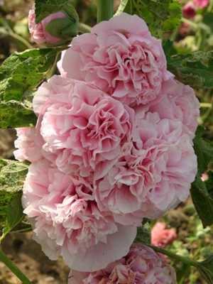 Мальва гібридна Appleblossom, ніжно-рожева (5 шт) - 1