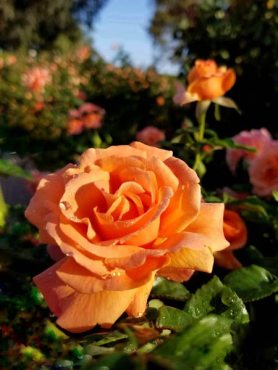 Троянда шраб Westerland (1 шт)