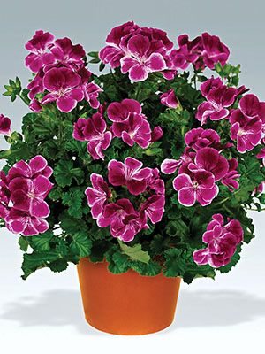 Пеларгония виолоцветная Angeleyes Burgundi (1 шт)