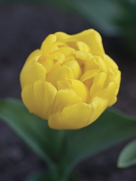Тюльпаны Махровые ранние Yellow Baby 10/11 (100 шт)