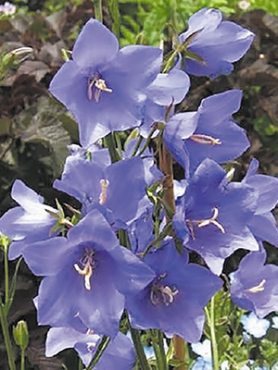 Колокольчик персиколистный Grandiflora Blue (1 шт)