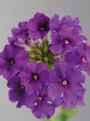 Вербена гибридная Riverdance Carpet Violet (6 шт)
