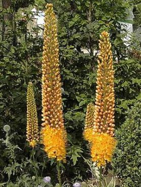Eremurus вузьколистий, або Бунге (1 шт)