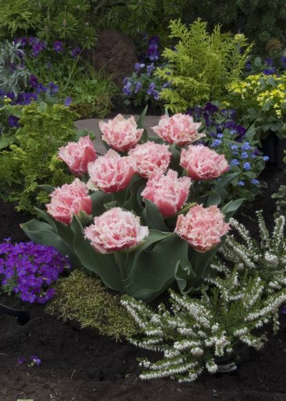 Махрові бахромчасті тюльпани: створіть приголомшливе шоу у своєму саду з нашими експертними порадами