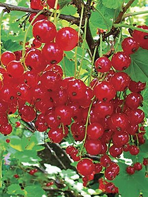 Смородина красная Ролан (1 шт) - 1
