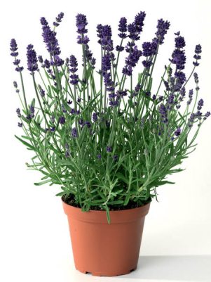 Лаванда узколистая Scent Early Blue (3 шт)