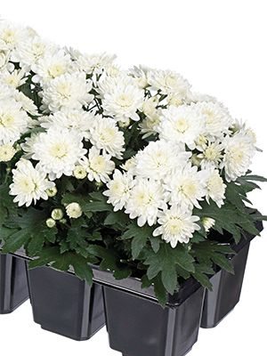 Хризантема мелкоцветковая низкорослая Baby Mum White (3 шт) - 1