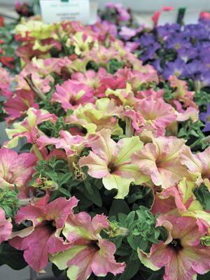 Петуния крупноцветковая Sophistica Lime Bicolor F1, желтая с пурпурным (10 шт) - 1
