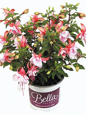 Фуксия гибридная Bella Bianka (Р12) (1 шт) - 1