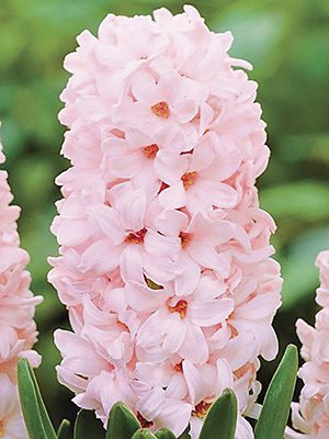 Гиацинт садовый China Pink 14/15 (350 шт) - 1