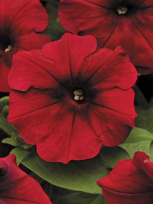 Петуния ампельная Easy Wawe Red Velour (3 шт)