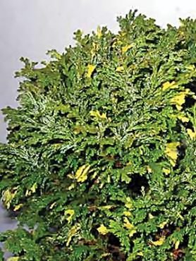 Кипарисовик горохоплодный Aurea Nana Variegata (1 шт)