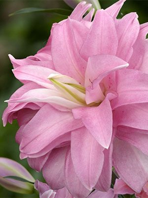 Лилия (Восточные гибриды) Lotus Spring 12/14 (1 шт) - 1