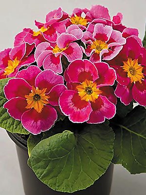 Примула обыкновенная Bonneli Eltangi Lilac F1 (3 шт)