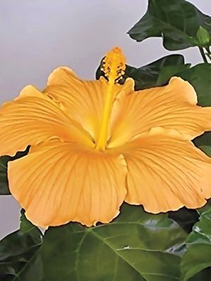 Гибискус китайский Fiori Grande Florence (1 шт)