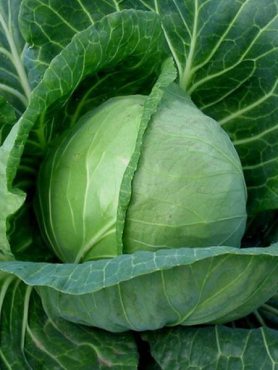 Капуста білокачанна пізньостигла Кам'яна голова (10 г)