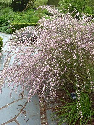 Ракитник венечный Moyclare Pink (1 шт)