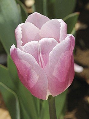Тюльпани Тріумф Gabriella 12/+ (100 шт) - 1