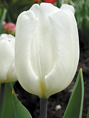 Тюльпани Дарвиновы гібриді. White Flag 1214 (3 шт) - 1