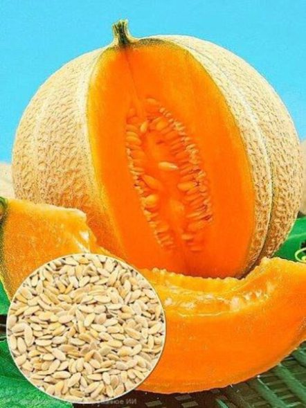Дыня Искушение (5 г) - 1