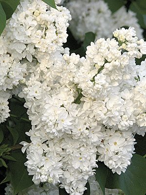 Сирень обыкновенная Mme Casimir Perier (1шт)