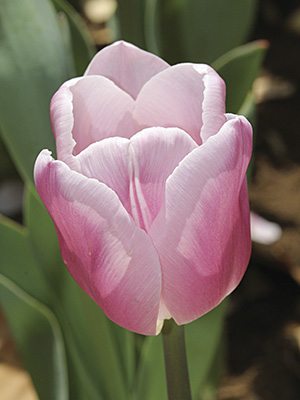 Тюльпаны Триумф Gabriella 12/+ (3 шт) - 1