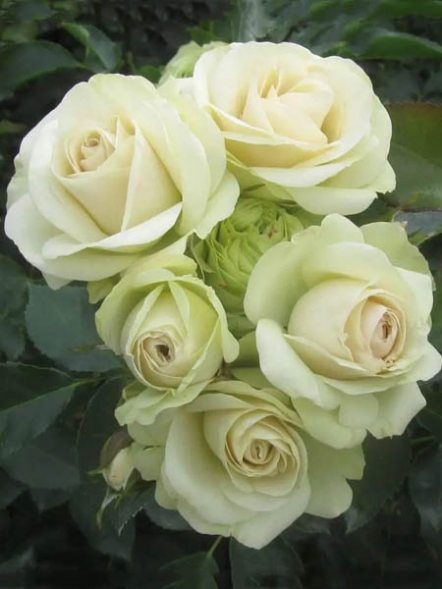 Троянда флорибунда Lovely Green (1 шт) - 1