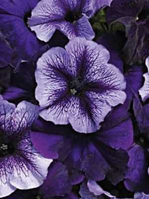 Набор петуний в мультигранулах Pleasantly Blue (5 шт)