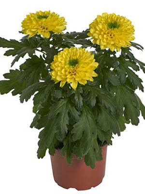 Хризантема горщикова Nova Yellow (9 шт) - 1