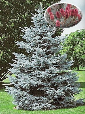 Ель колючая Glauca Majestic Blue(1 шт)